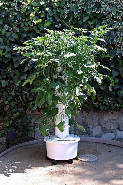 hydroponic tower garden