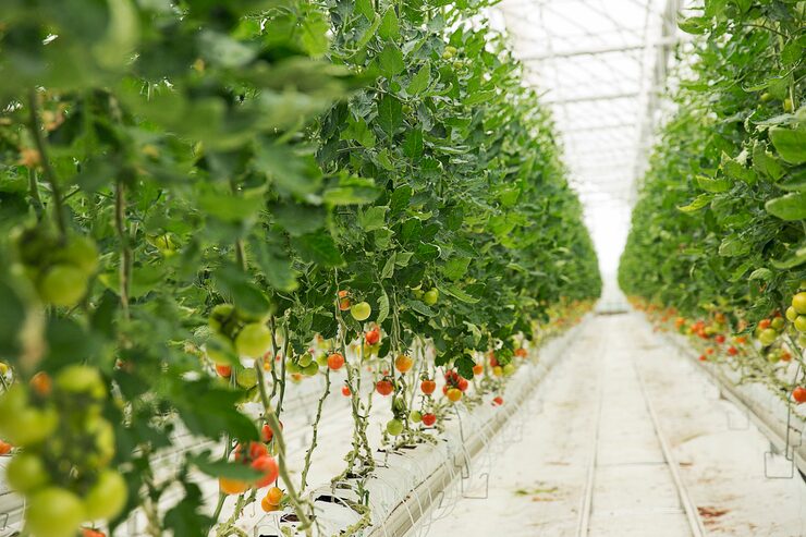 tomato-plants-growing-inside-greenhouse_114579-2736